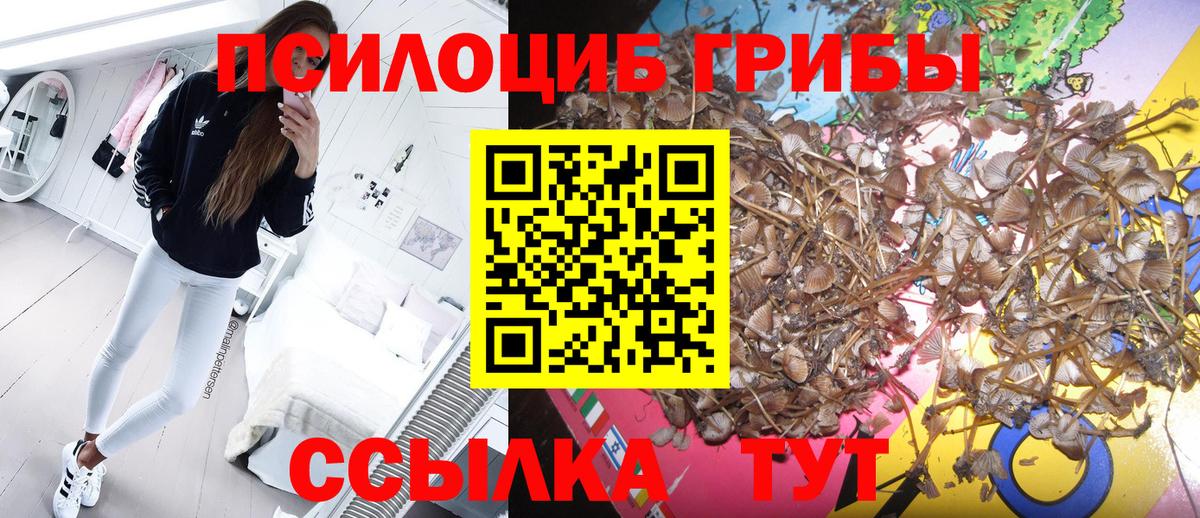Псилоцибиновые грибы Cubensis Кропоткин